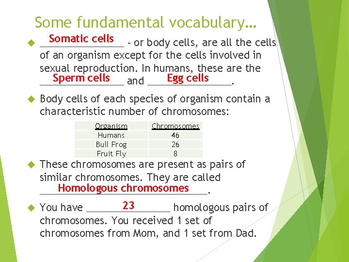 Some fundamental vocabulary… Somatic cells - or body cells, are all the cells ________