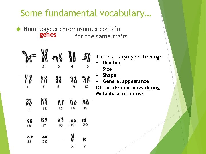 Some fundamental vocabulary… Homologous chromosomes contain genes ________ for the same traits This is