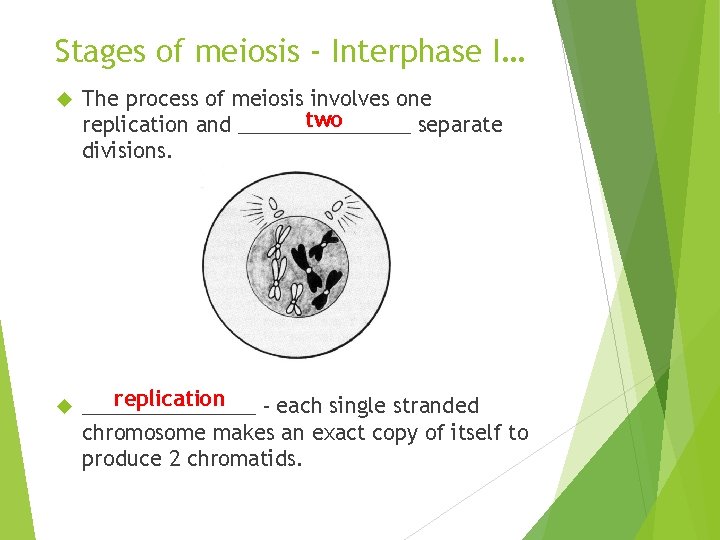 Stages of meiosis - Interphase I… The process of meiosis involves one two replication