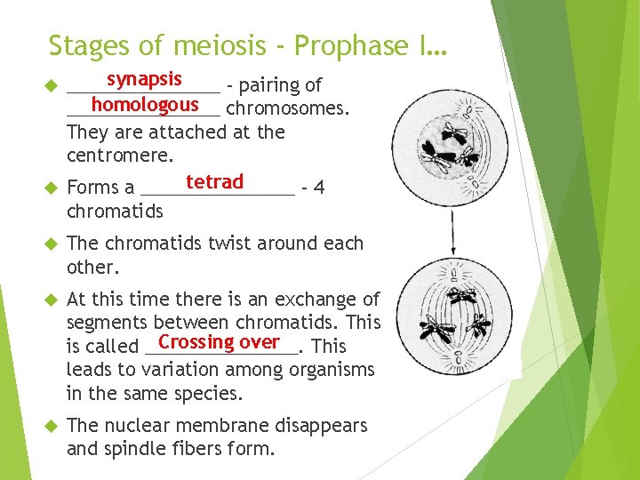 Stages of meiosis - Prophase I… synapsis ________ - pairing of homologous chromosomes. ________