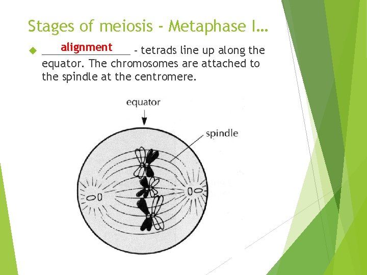 Stages of meiosis - Metaphase I… alignment ________ - tetrads line up along the