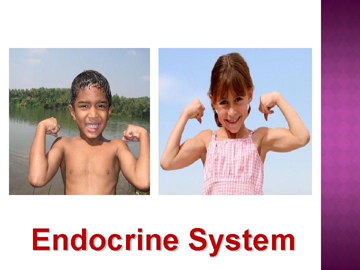 Endocrine System 