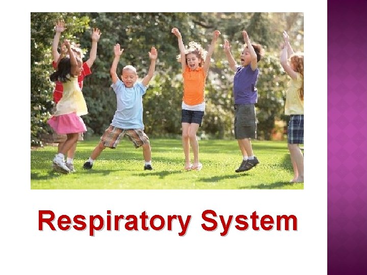 Respiratory System 