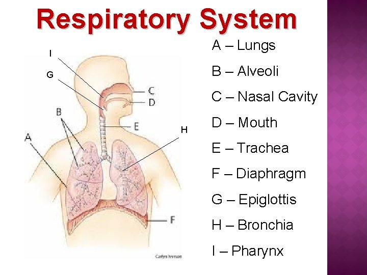 Respiratory System A – Lungs I B – Alveoli G C – Nasal Cavity