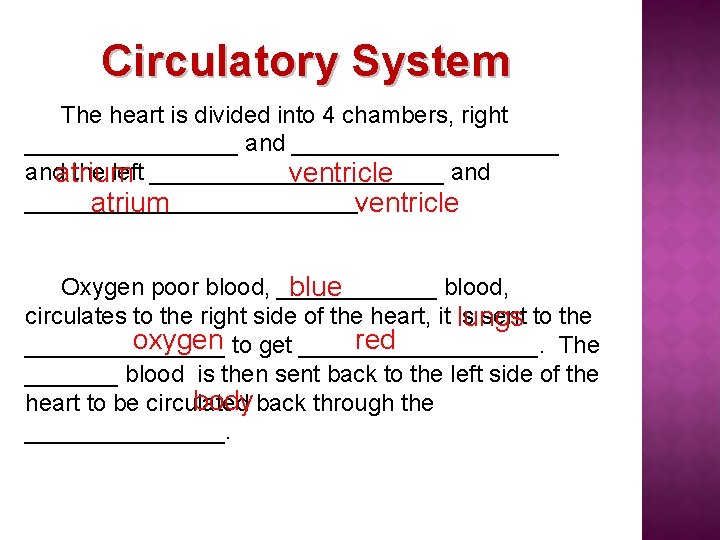 Circulatory System The heart is divided into 4 chambers, right ________ and __________ andatrium