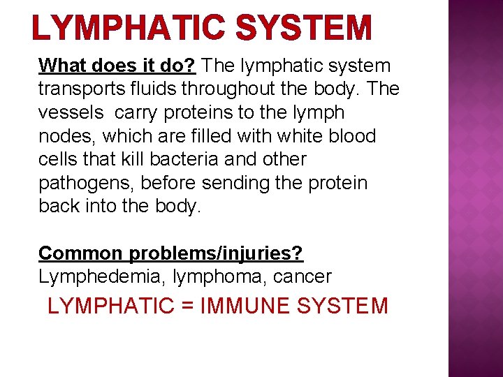 LYMPHATIC SYSTEM What does it do? The lymphatic system transports fluids throughout the body.