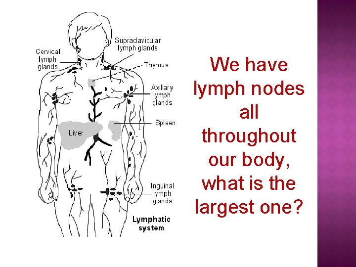 We have lymph nodes all throughout our body, what is the largest one? 