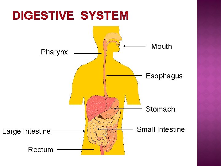 DIGESTIVE SYSTEM Pharynx Mouth Esophagus Stomach Large Intestine Rectum Small Intestine 
