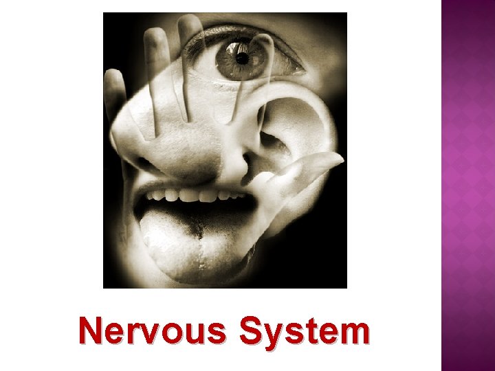 Nervous System 