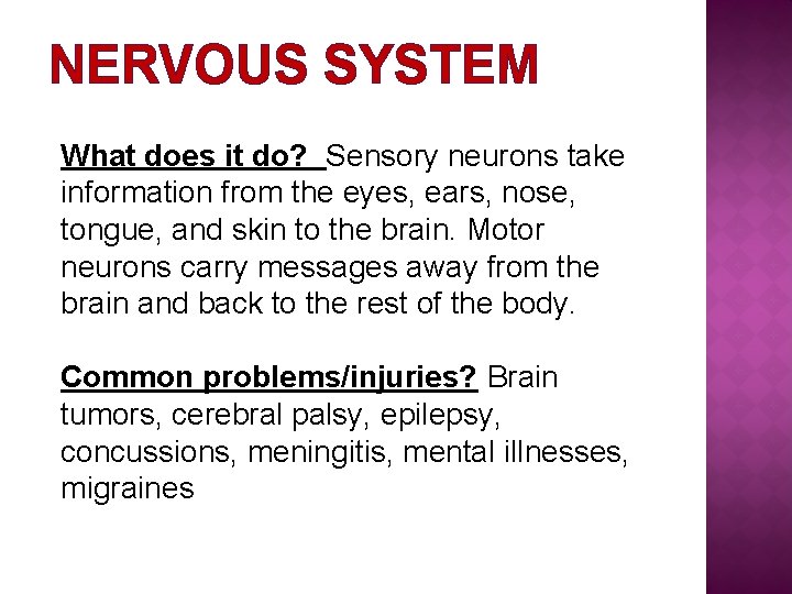 NERVOUS SYSTEM What does it do? Sensory neurons take information from the eyes, ears,