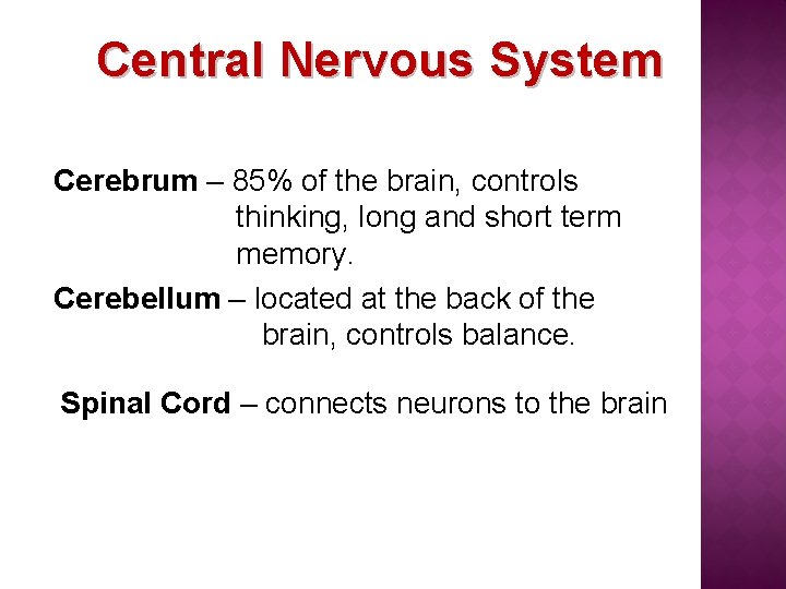 Central Nervous System Cerebrum – 85% of the brain, controls thinking, long and short