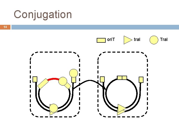 Conjugation 14 ori. T tra. I Tra. I 