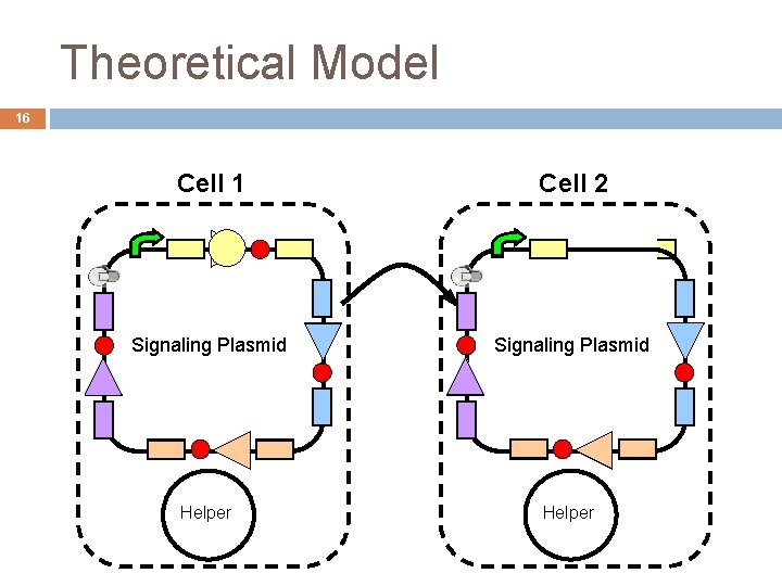 Theoretical Model 16 Cell 1 Cell 2 Signaling Plasmid Helper 