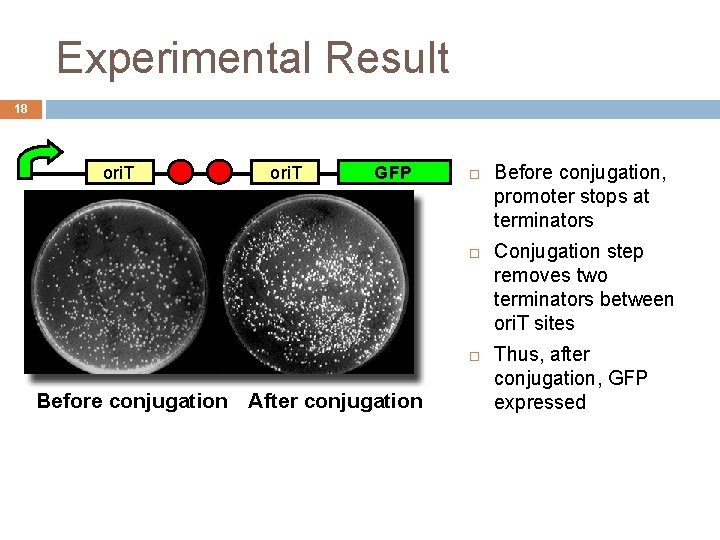 Experimental Result 18 ori. T GFP Before conjugation After conjugation Before conjugation, promoter stops