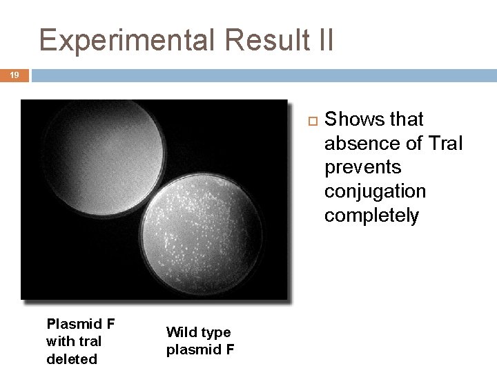 Experimental Result II 19 Plasmid F with tra. I deleted Wild type plasmid F