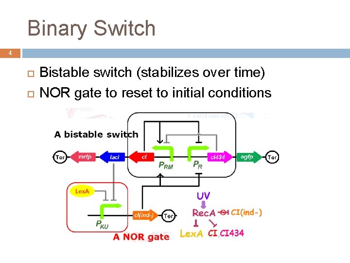 Binary Switch 4 Bistable switch (stabilizes over time) NOR gate to reset to initial