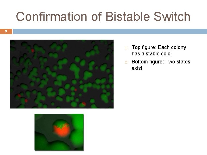 Confirmation of Bistable Switch 9 Top figure: Each colony has a stable color Bottom