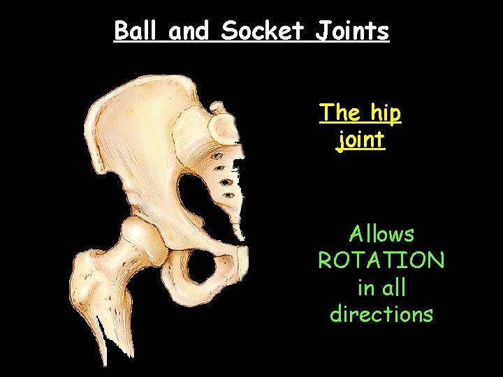 Ball and Socket Joints The hip joint Allows ROTATION in all directions 