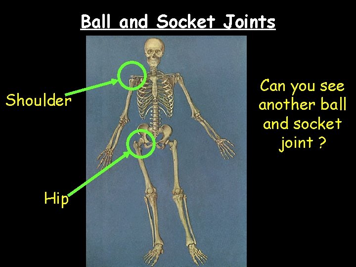 Ball and Socket Joints Shoulder Hip Can you see another ball and socket joint