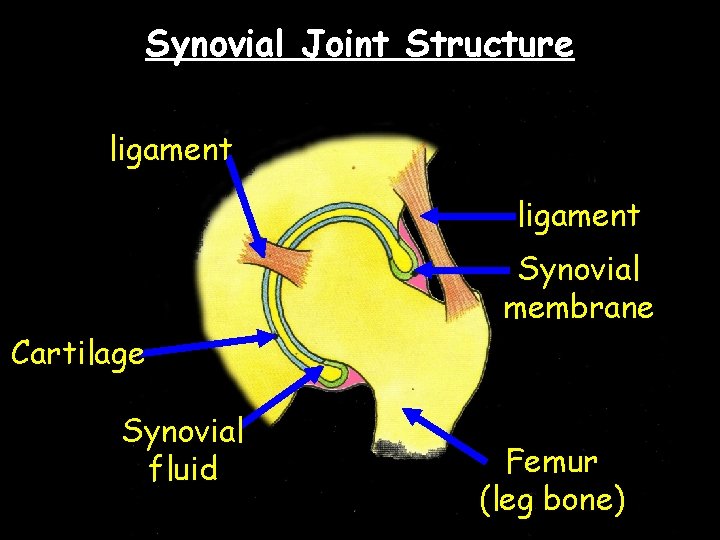 Synovial Joint Structure ligament Synovial membrane Cartilage Synovial fluid Femur (leg bone) 