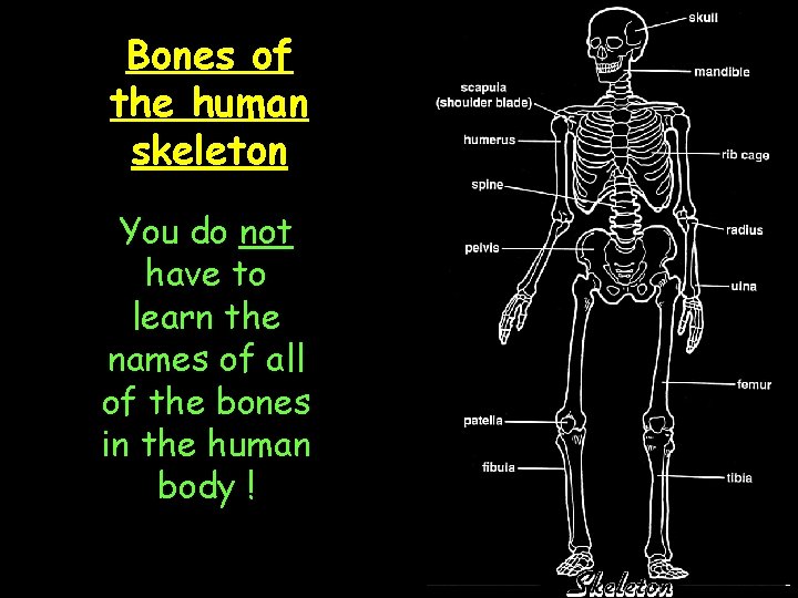 Bones of the human skeleton You do not have to learn the names of