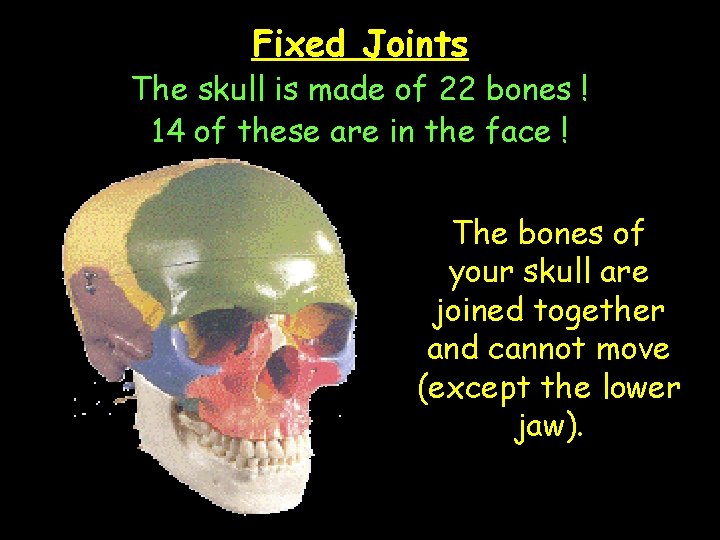 Fixed Joints The skull is made of 22 bones ! 14 of these are
