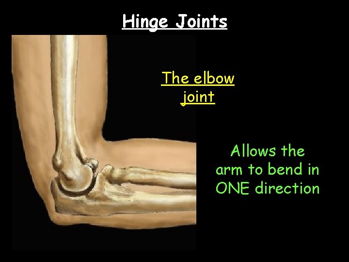 Hinge Joints The elbow joint Allows the arm to bend in ONE direction 