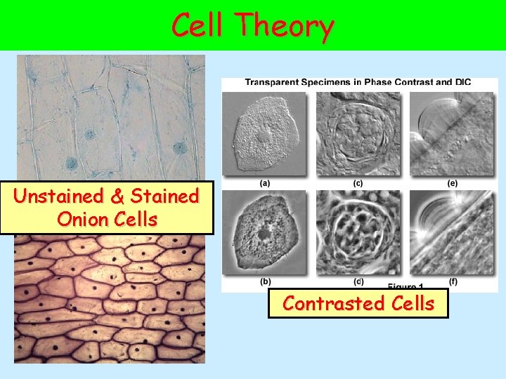 Cell Theory Unstained & Stained Onion Cells Contrasted Cells 