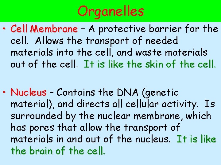 Organelles • Cell Membrane – A protective barrier for the cell. Allows the transport