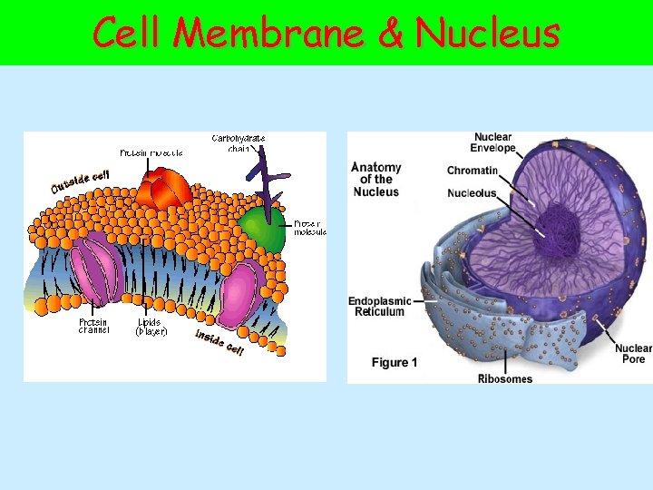 Cell Membrane & Nucleus 