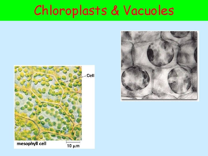 Chloroplasts & Vacuoles 