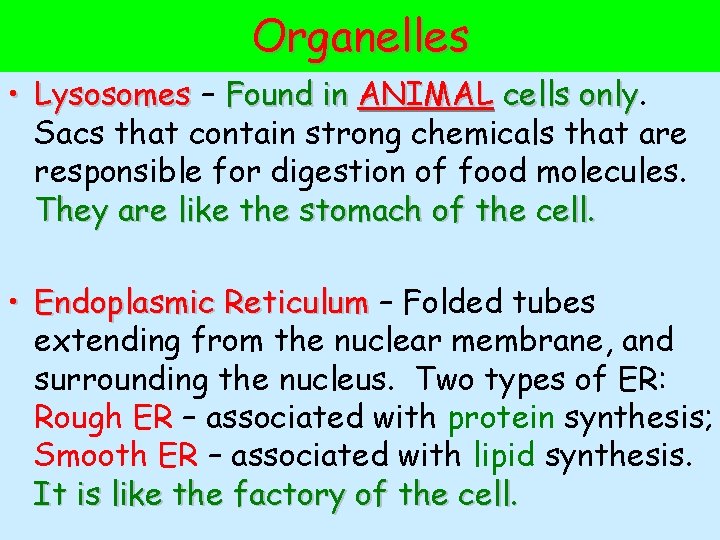 Organelles • Lysosomes – Found in ANIMAL cells only Sacs that contain strong chemicals
