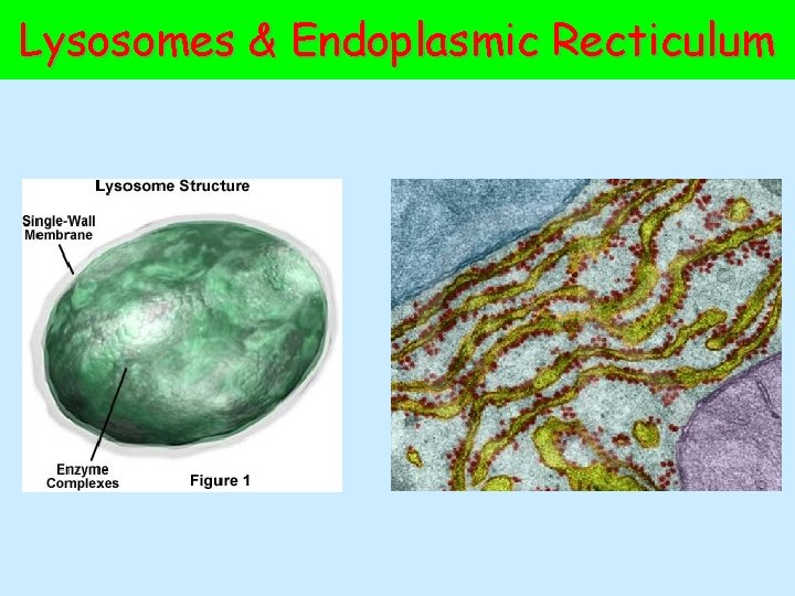 Lysosomes & Endoplasmic Recticulum 