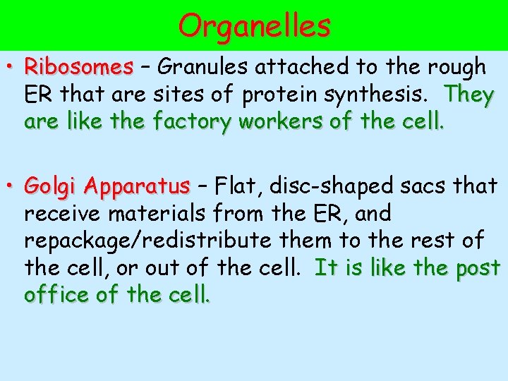 Organelles • Ribosomes – Granules attached to the rough ER that are sites of