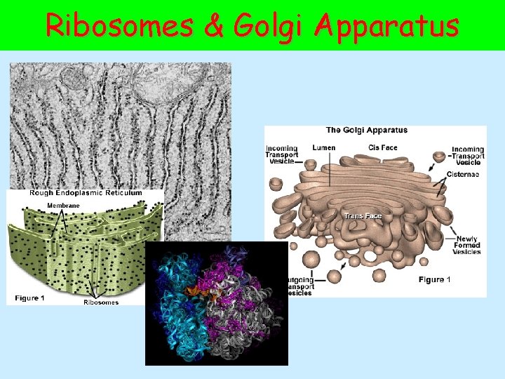 Ribosomes & Golgi Apparatus 