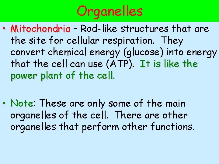 Organelles • Mitochondria – Rod-like structures that are the site for cellular respiration. They