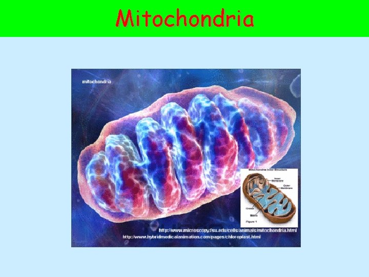 Mitochondria 