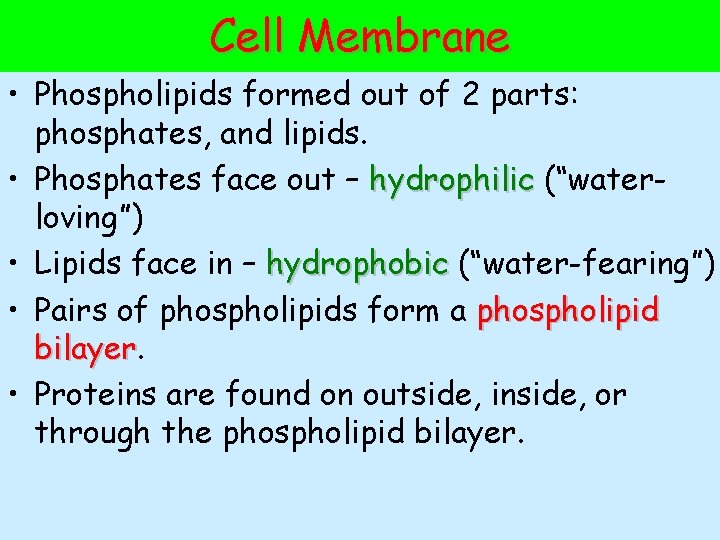 Cell Membrane • Phospholipids formed out of 2 parts: phosphates, and lipids. • Phosphates