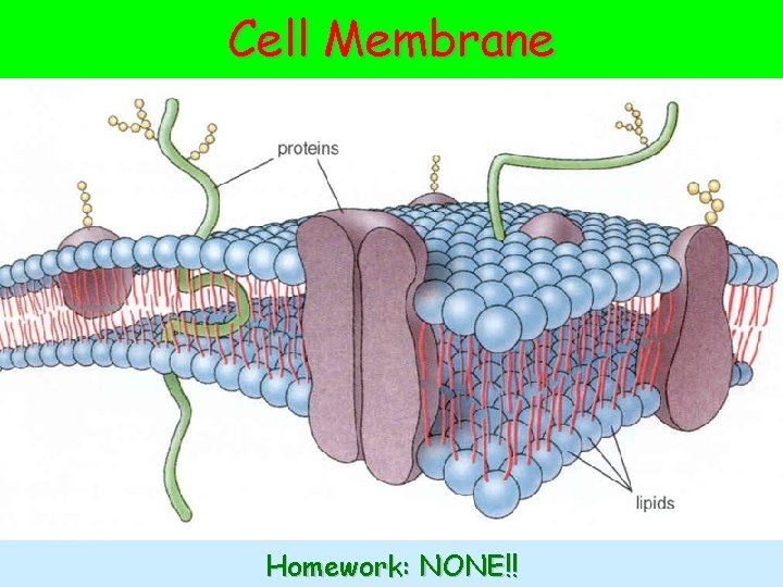 Cell Membrane Homework: NONE!! 