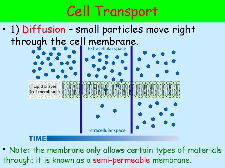 Cell Transport • 1) Diffusion – small particles move right through the cell membrane.