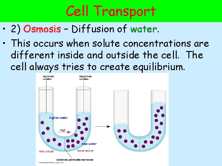Cell Transport • 2) Osmosis – Diffusion of water • This occurs when solute