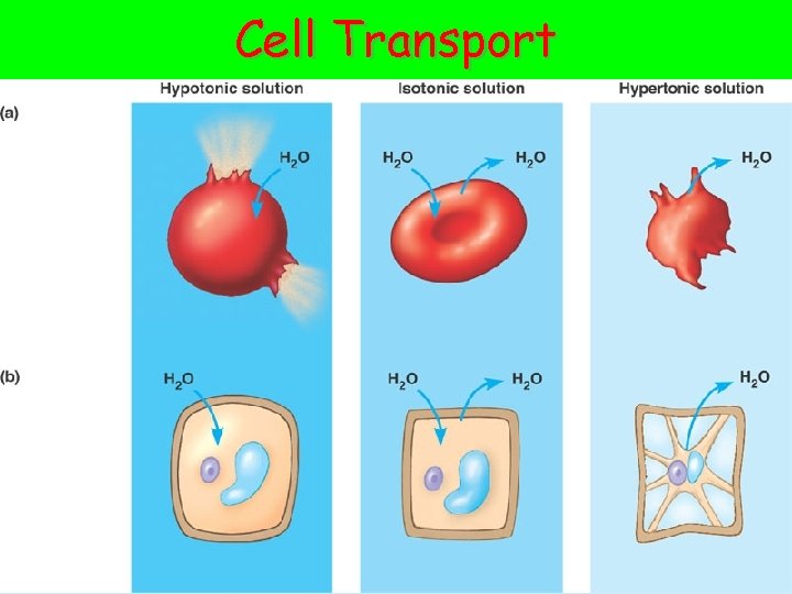 Cell Transport 