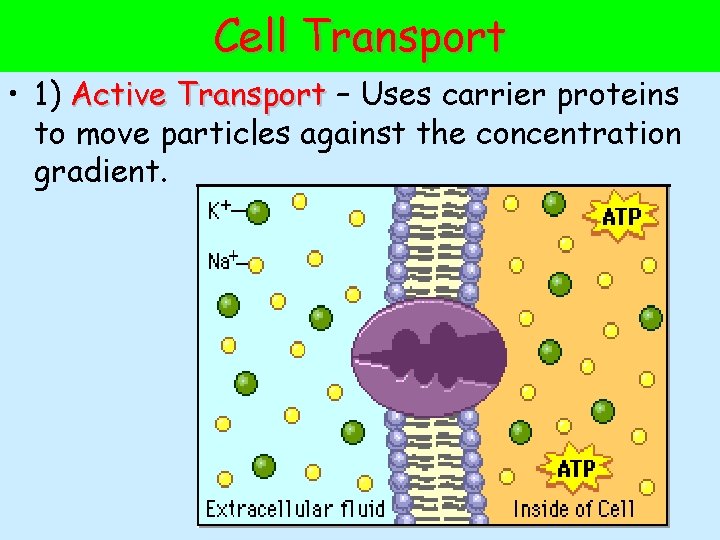 Cell Transport • 1) Active Transport – Uses carrier proteins to move particles against