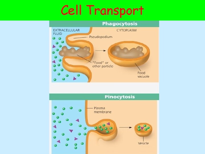 Cell Transport 