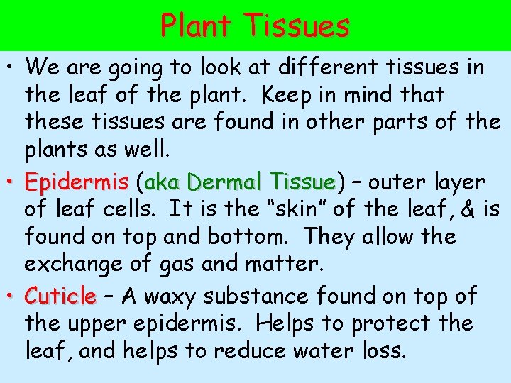 Plant Tissues • We are going to look at different tissues in the leaf