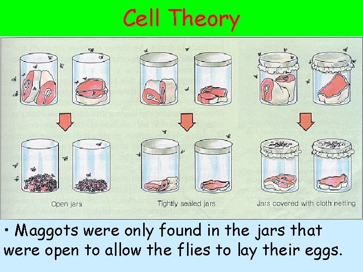 Cell Theory • Maggots were only found in the jars that were open to