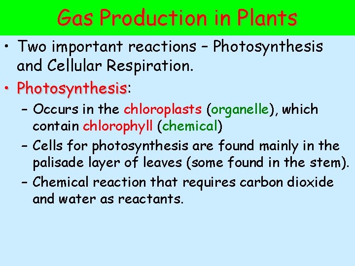 Gas Production in Plants • Two important reactions – Photosynthesis and Cellular Respiration. •
