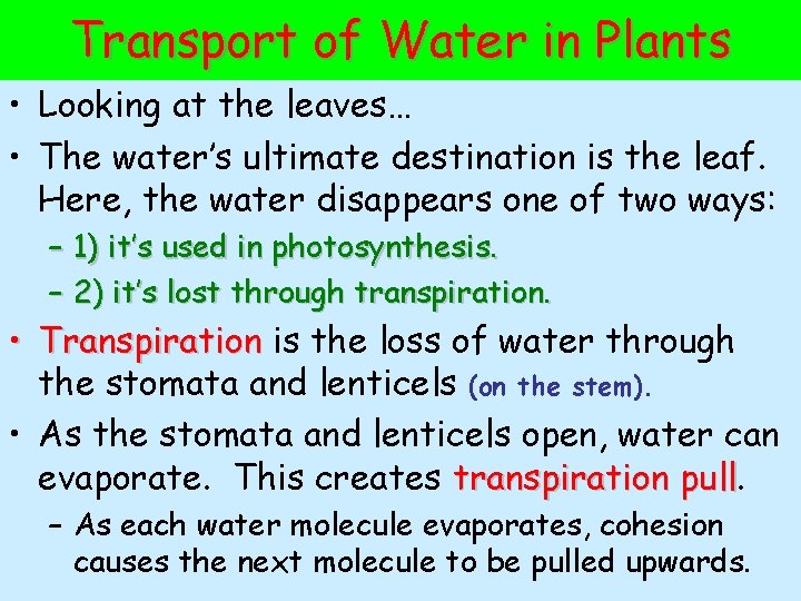 Transport of Water in Plants • Looking at the leaves… • The water’s ultimate