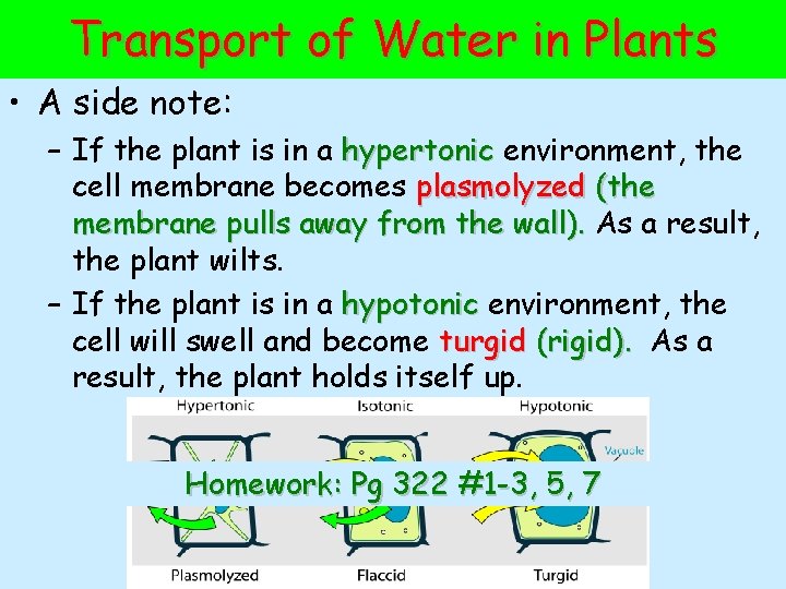 Transport of Water in Plants • A side note: – If the plant is