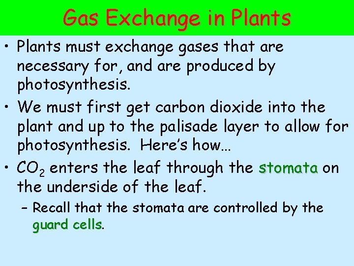 Gas Exchange in Plants • Plants must exchange gases that are necessary for, and